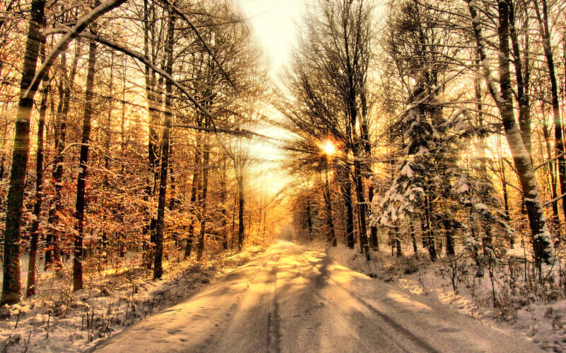 Snow-covered Road in Forest — Gold, Serene, Winter, Photograph, Trees