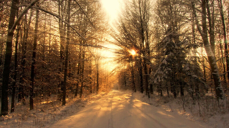 Snow-covered Road in Forest — Gold