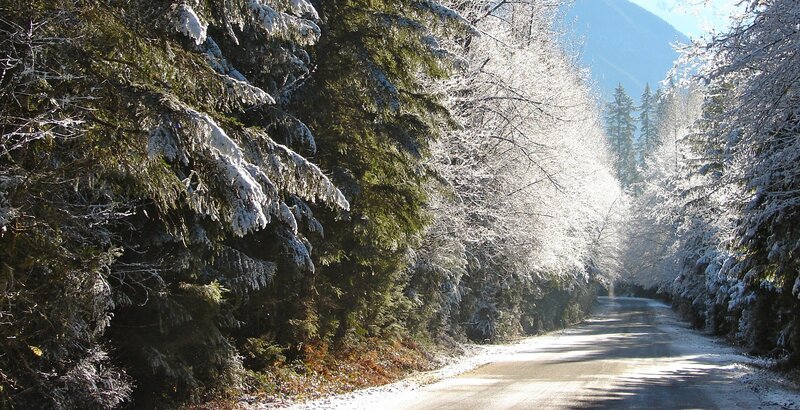 Snow-covered Road in Forest — Green