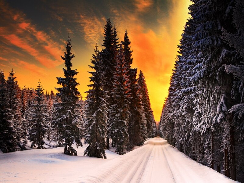 Snow-covered Road in Forest — Orange, Dramatic