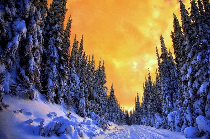 Snow-covered Road in Forest — Orange