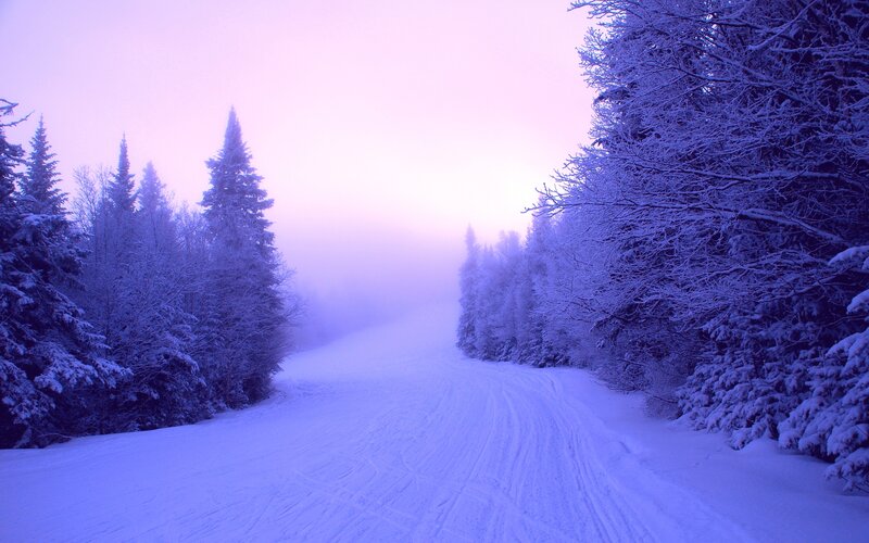 Snow-covered Road in Forest — Purple