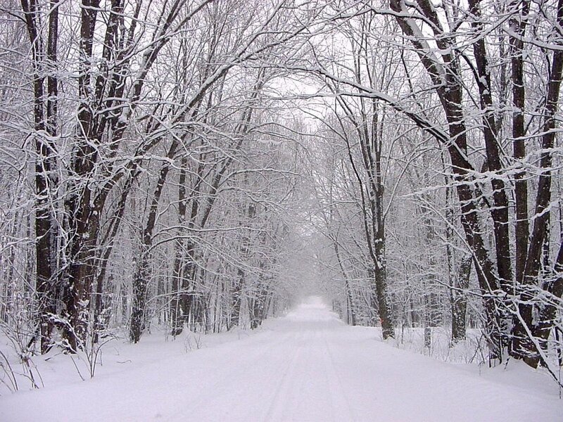 Snow-covered Road in Forest — Serene, Trees