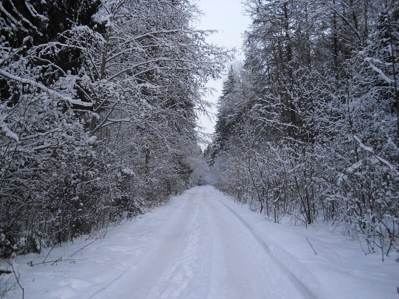 Snow-covered Road in Forest — Serene, Winter