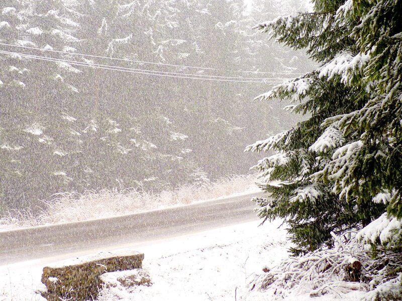 Snow-covered Road in Forest — White, Cold, Winter