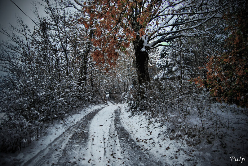 Snow-covered Road in Forest — White, Dreary