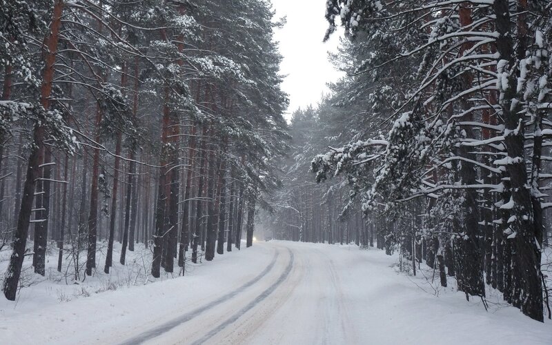Snow-covered Road in Forest — White, Green