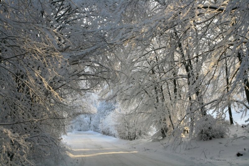 Snow-covered Road in Forest — White, Serene