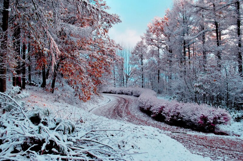 Snow-covered Road in Forest — White, Serene, Winter, Photograph, Trees, Bushes