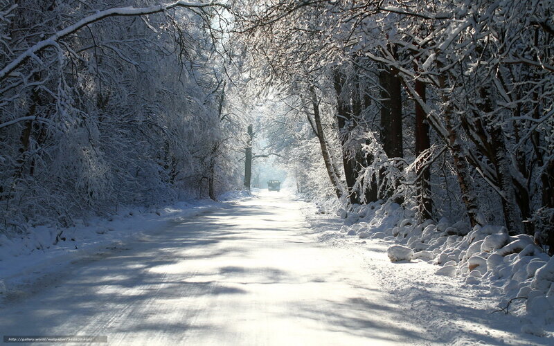 Snow-covered Road in Forest — White, Serene, Winter, Photograph, Trees, Car