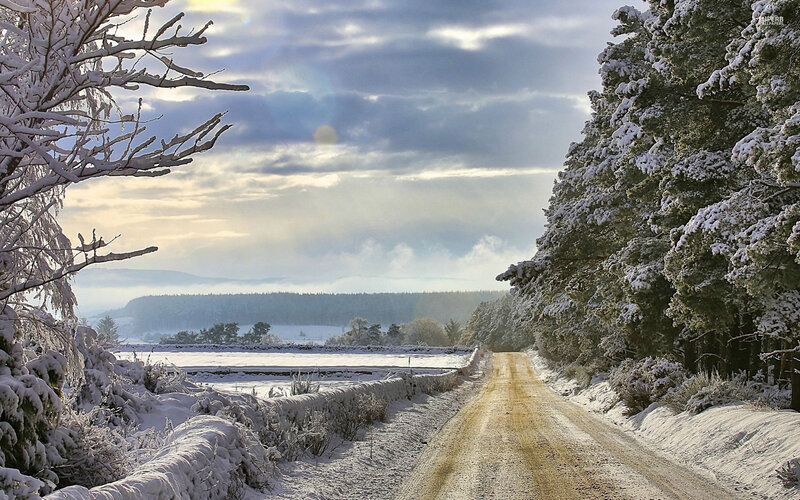 Snow-covered Road in Forest — White, Serene, Winter, Photograph, Trees, Field