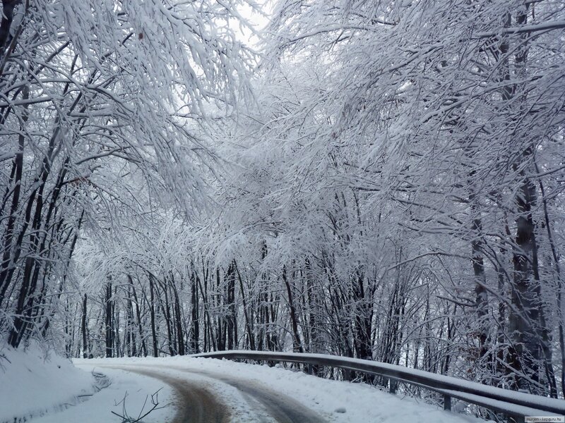 Snow-covered Road in Forest — White, Serene, Winter, Photograph, Trees, Guardrail
