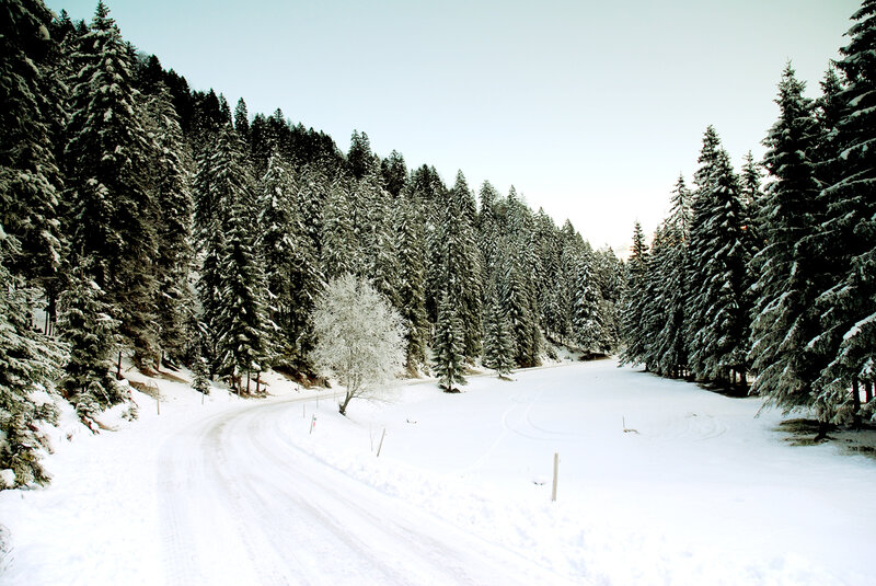 Snow-covered Road in Forest — White, Serene, Winter, Photograph, Trees, Snow, Sky, Green