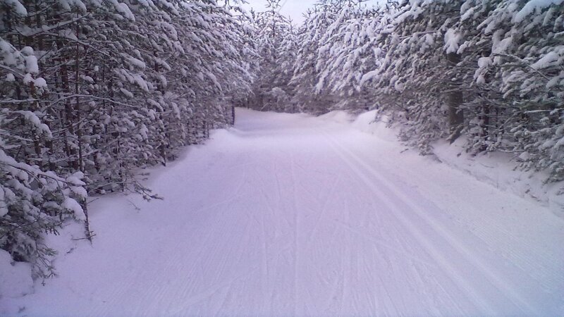 Snow-covered Road in Forest — White, Serene, Winter, Photograph, Trees, Snow, Tracks