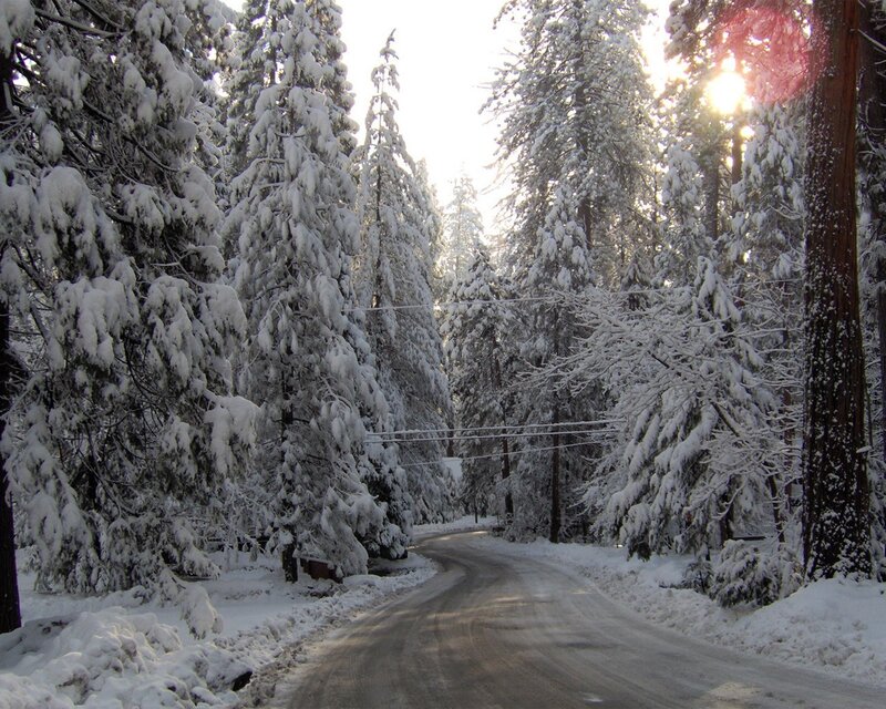 Snow-covered Road in Forest — White, Serene, Winter, Photograph, Trees, Sunlight, Green