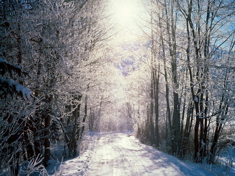 Snow-covered Road in Forest — White, Serene, Winter, Photograph, Trees, Sunlight, Snow, Blue