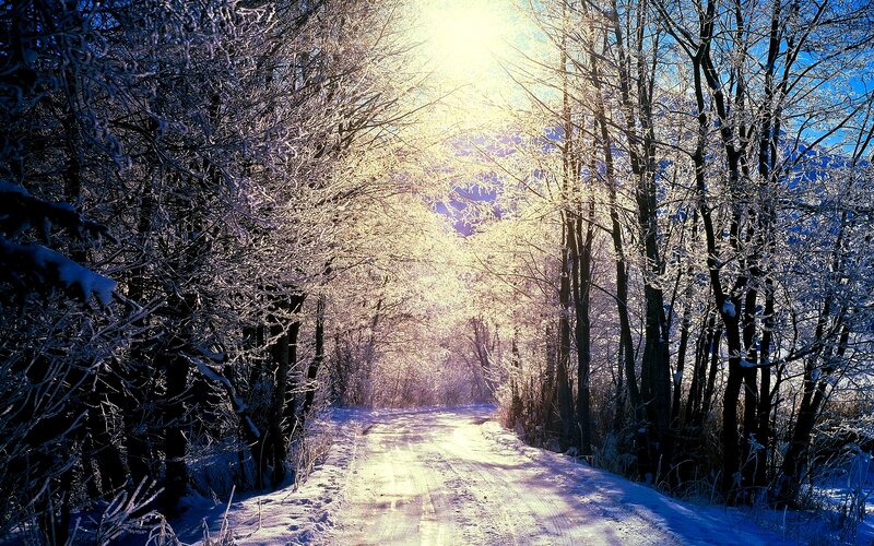 Snow-covered Road in Forest — White, Serene, Winter, Photograph, Trees, Sunlight, Snow