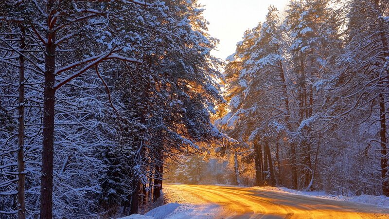 Snow-covered Road in Forest — Yellow, Serene, Winter