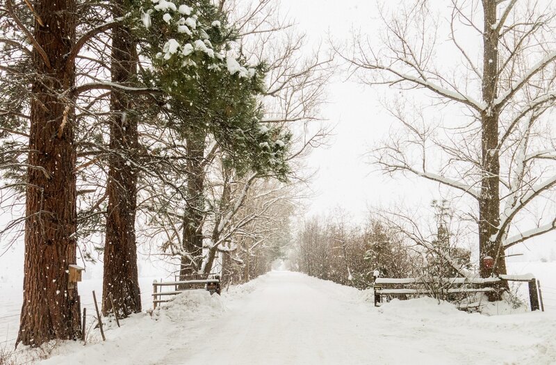 Snow-covered Road — White, Serene, Winter, Photograph, Trees, Fences