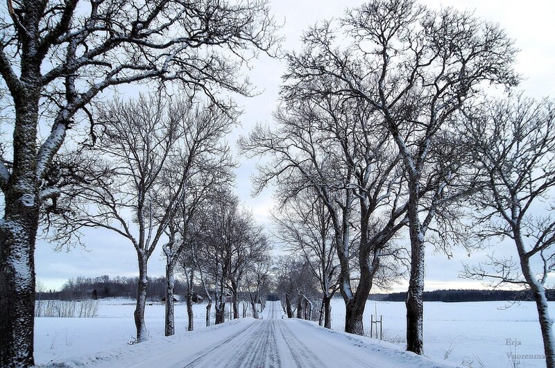 Snow-covered Road — White, Serene, Winter, Photograph, Trees, Field, Sky, Gray
