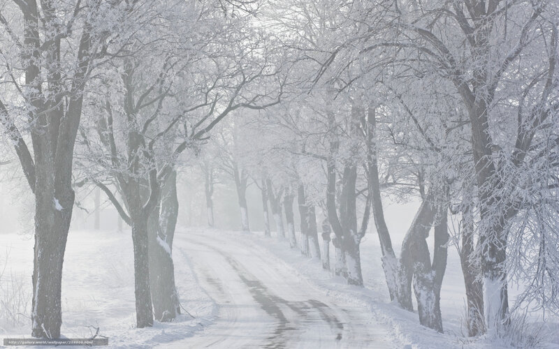 Snow-covered Road — White, Serene, Winter, Photograph, Trees, Fog