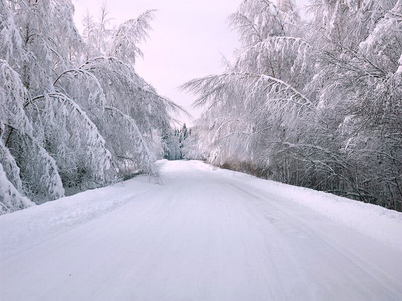 Snow-covered Road — White, Serene, Winter, Photograph, Trees, Forest