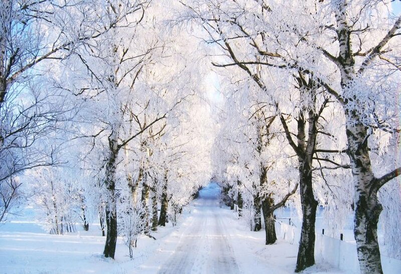 Snow-covered Road — White, Serene, Winter, Photograph, Trees, Frost