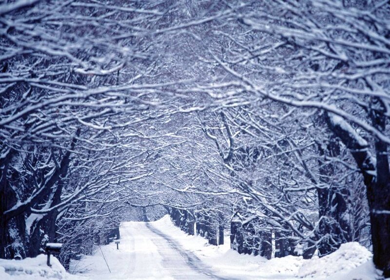 Snow-covered Road — White, Serene, Winter, Photograph, Trees, Snow, Blue