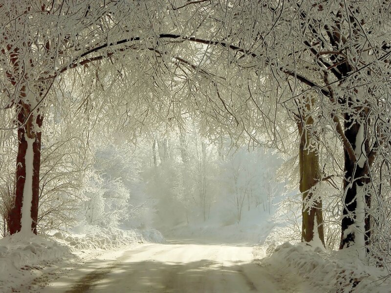 Snow-covered Road — White, Serene, Winter, Photograph, Trees, Snow, Frost