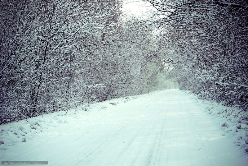 Snow-covered Road — White, Serene, Winter, Photograph, Trees, Snow, Tire Tracks