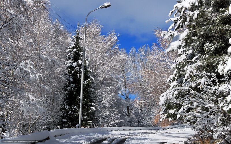 Snow-covered Road — White, Serene, Winter, Photograph, Trees, Street Lamp