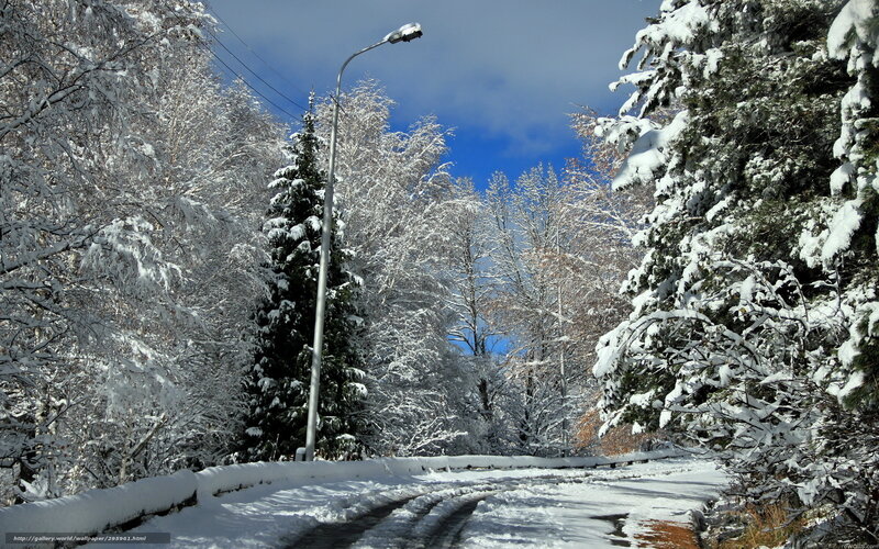 Snow-covered Road — White, Serene, Winter, Photograph, Trees, Street Light