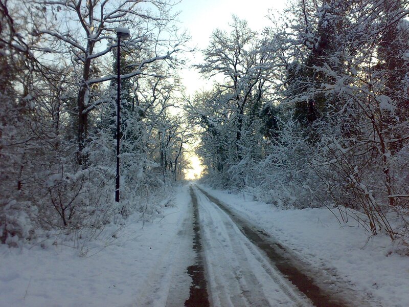 Snow-covered Road — White, Serene, Winter, Photograph, Trees, Streetlight, Snow
