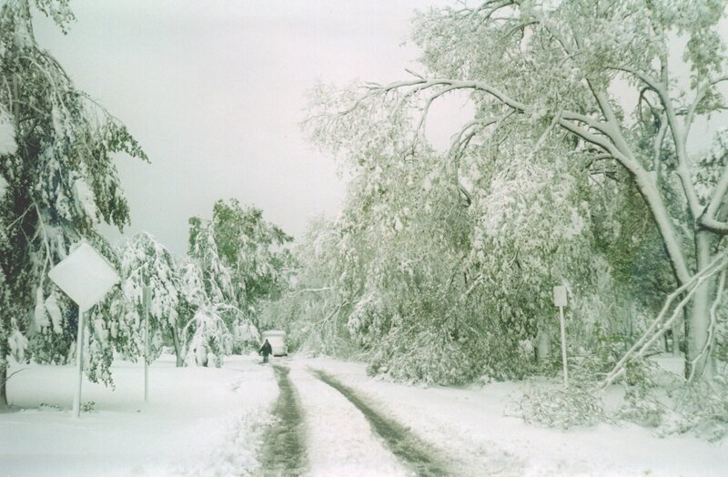 Snow-covered road with fallen trees