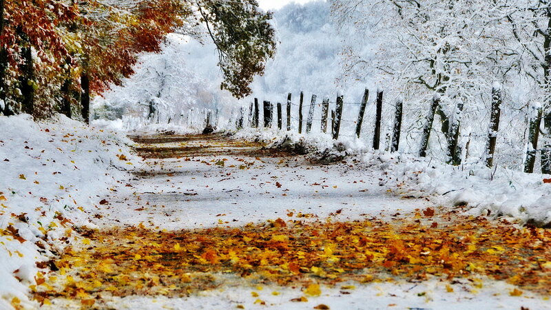 Snow-covered Road with Leaves