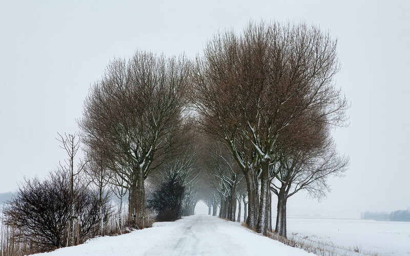 Snow-covered Road with Trees