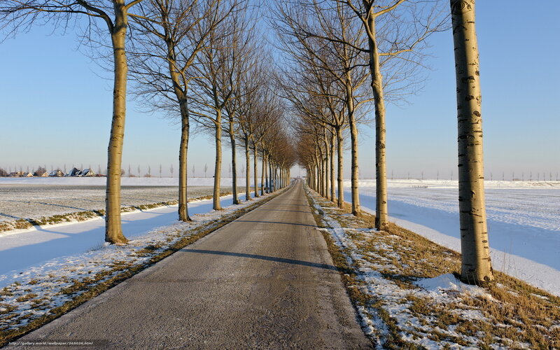 Snow-covered Road with Trees — White