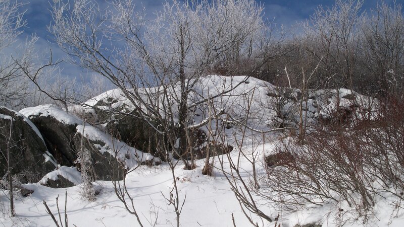Snow-covered Rocks and Bushes