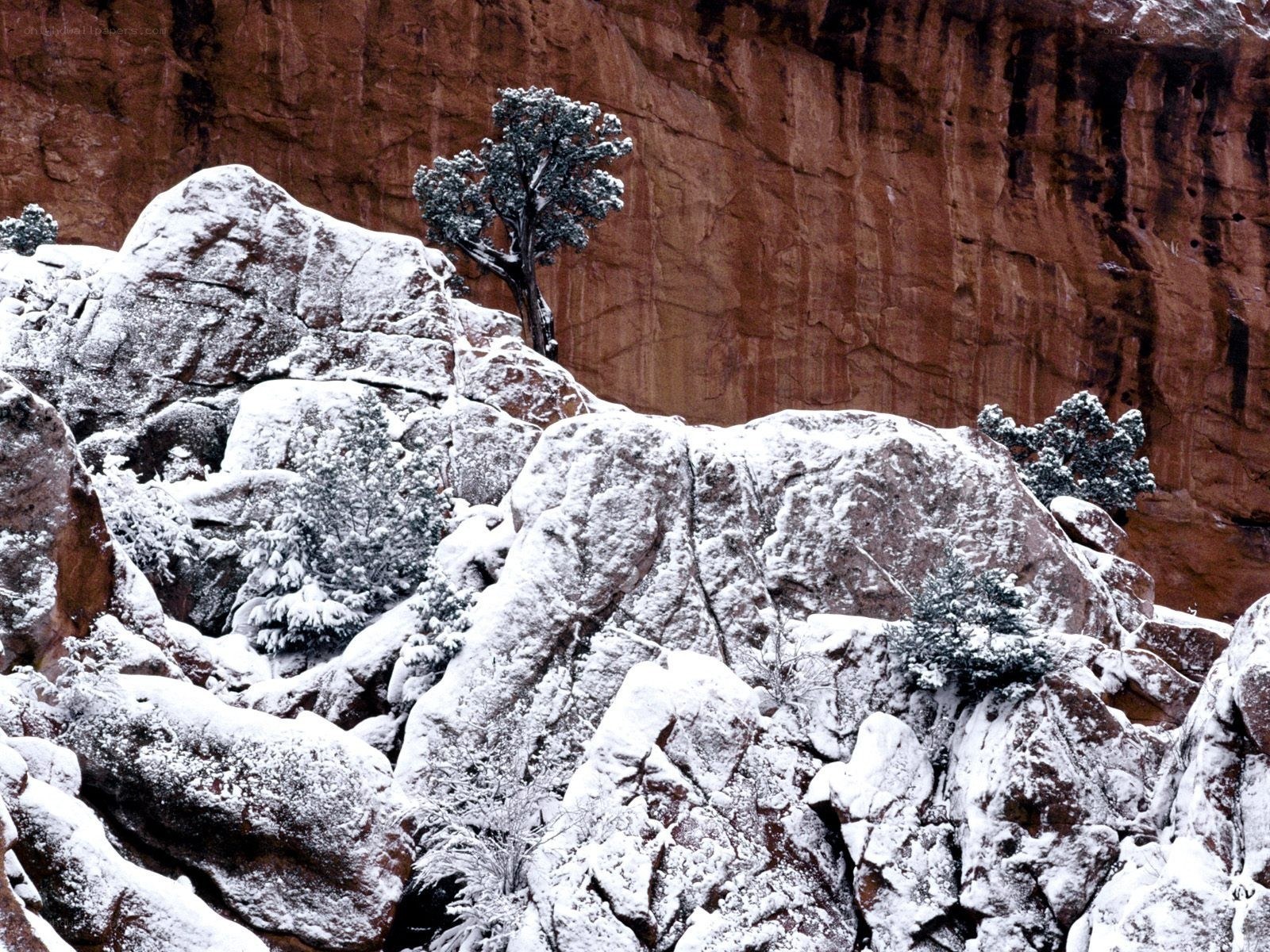 Snow-covered rocks and tree