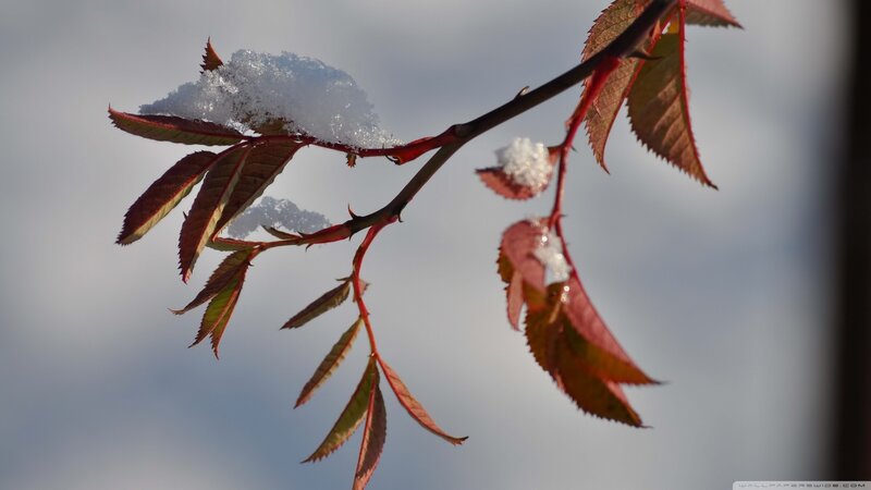 Snow-covered Rose Branch