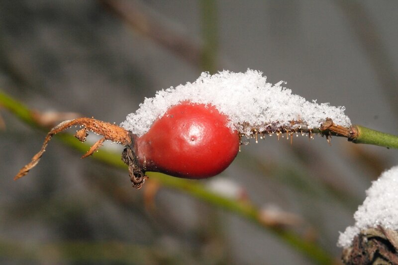 snow-covered rose hip