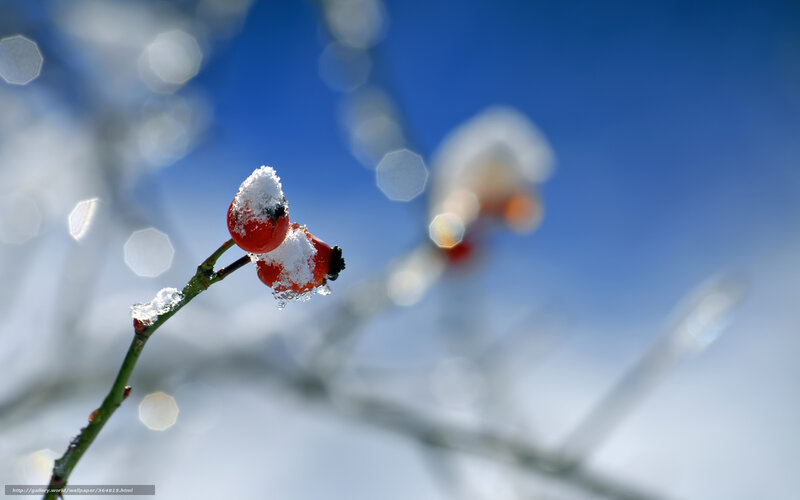 Snow-covered Rose Hips — Red