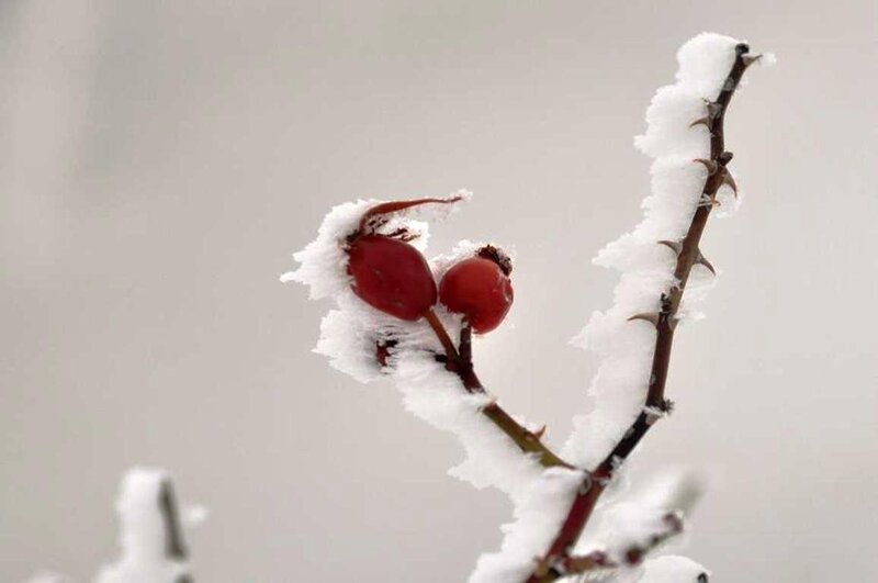 Snow-covered Rose Hips — White