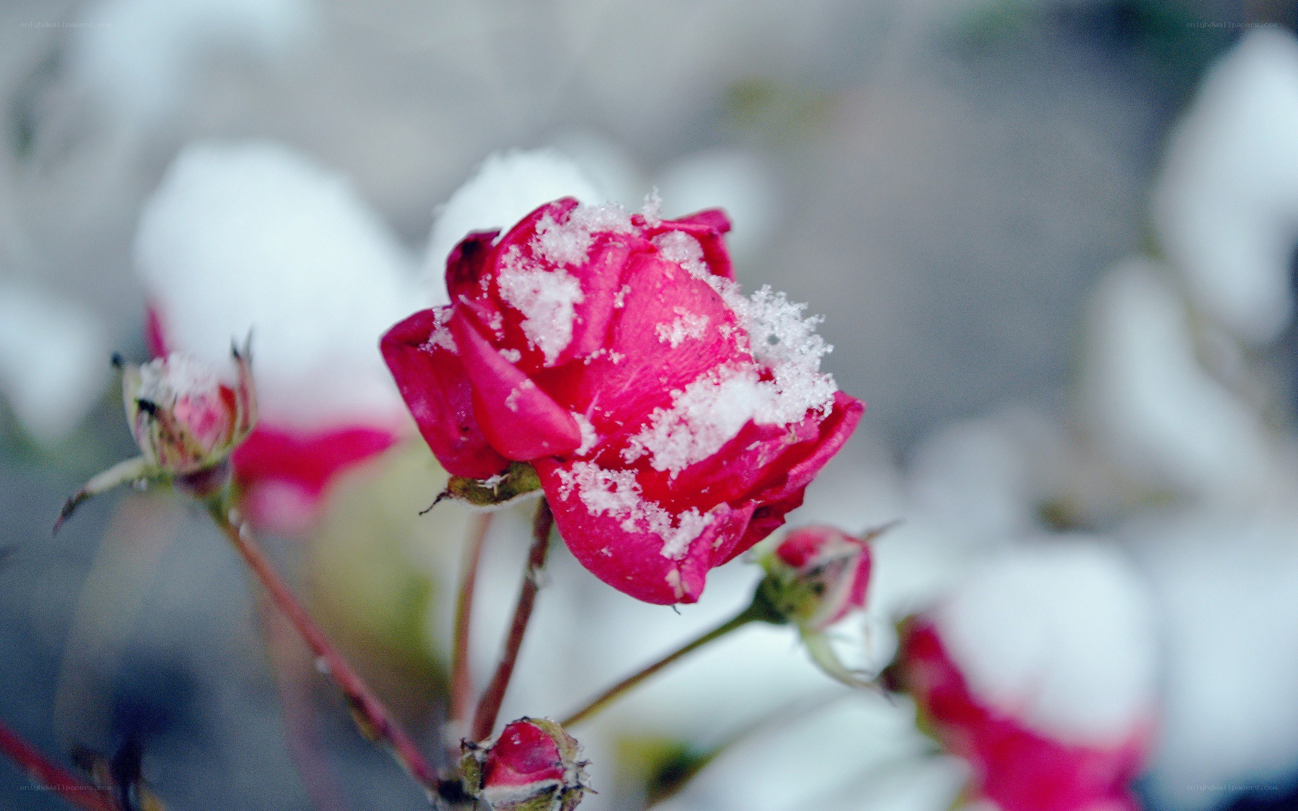 snow-covered rose in winter
