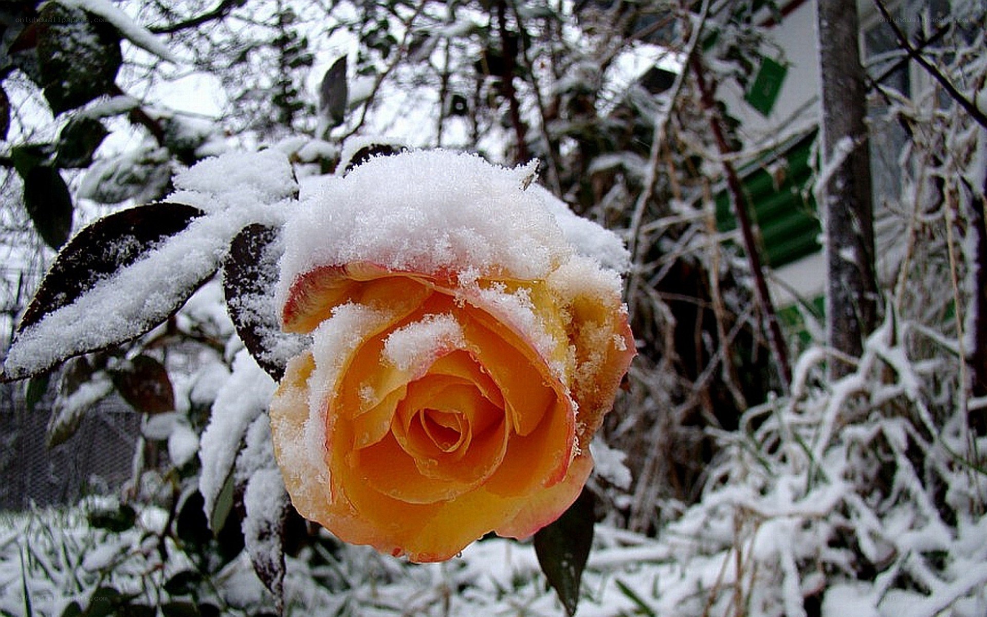 snow-covered rose in winter