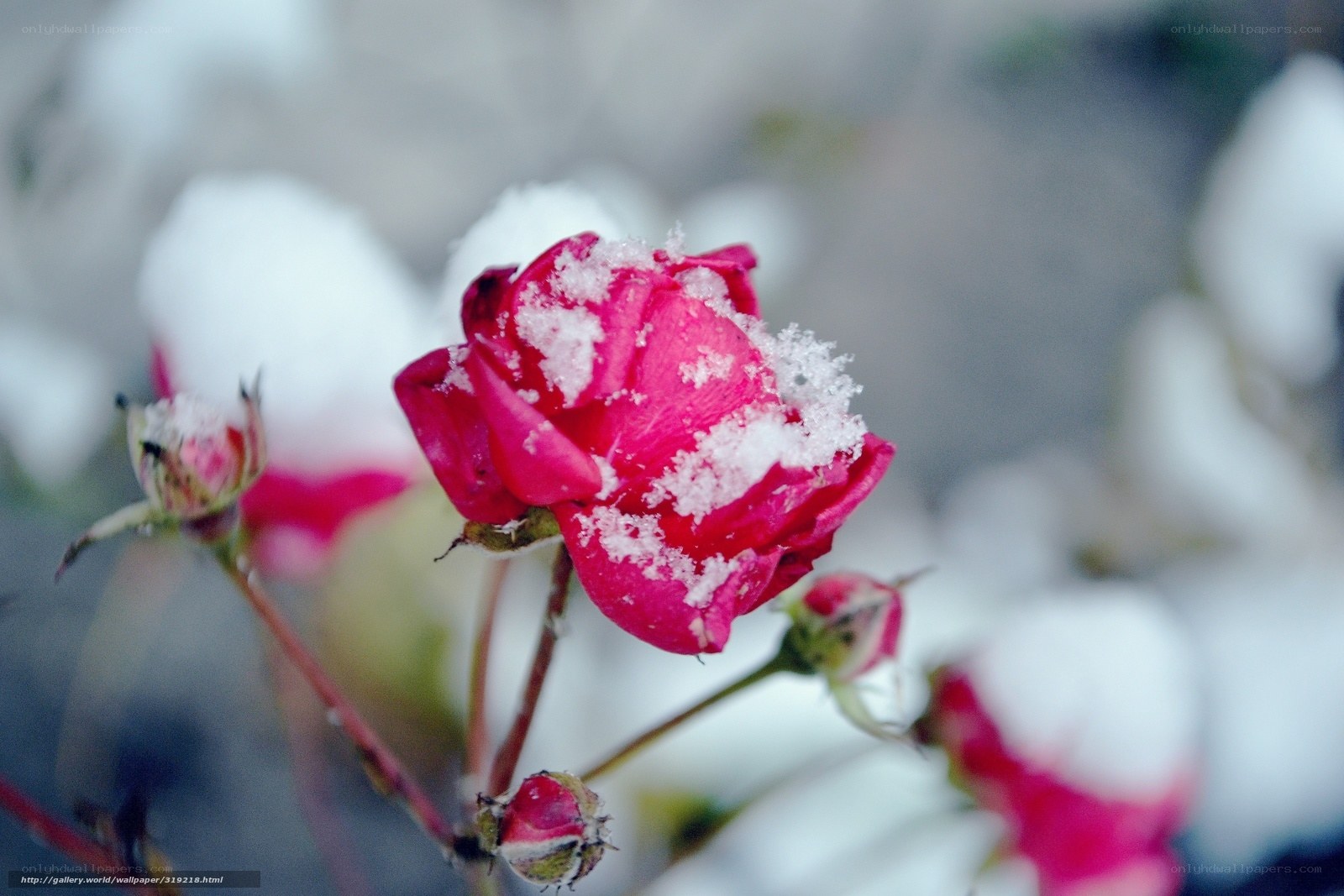 snow-covered rose in winter
