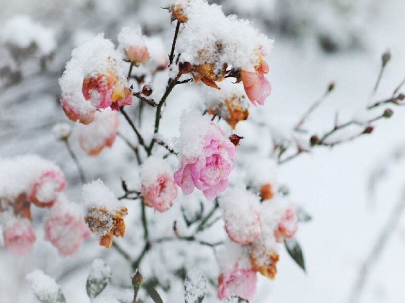 Snow-covered Roses — Pink