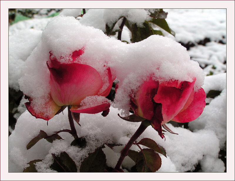 Snow-covered Roses