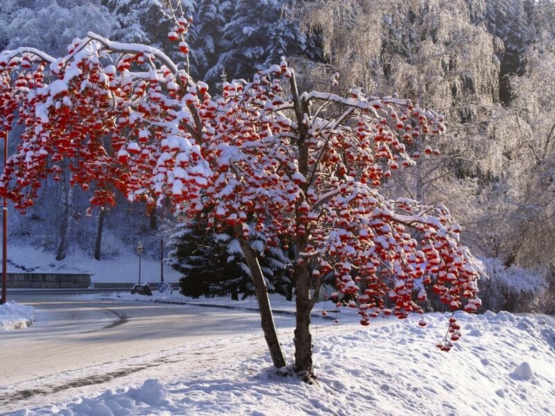 Snow-covered Rowan Tree