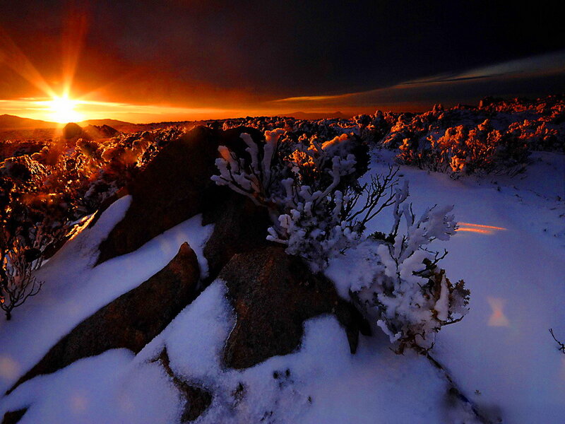Snow-covered Shrubs at Sunset